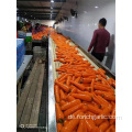 Ernte 2019 Frische Karotten Gute Qualität